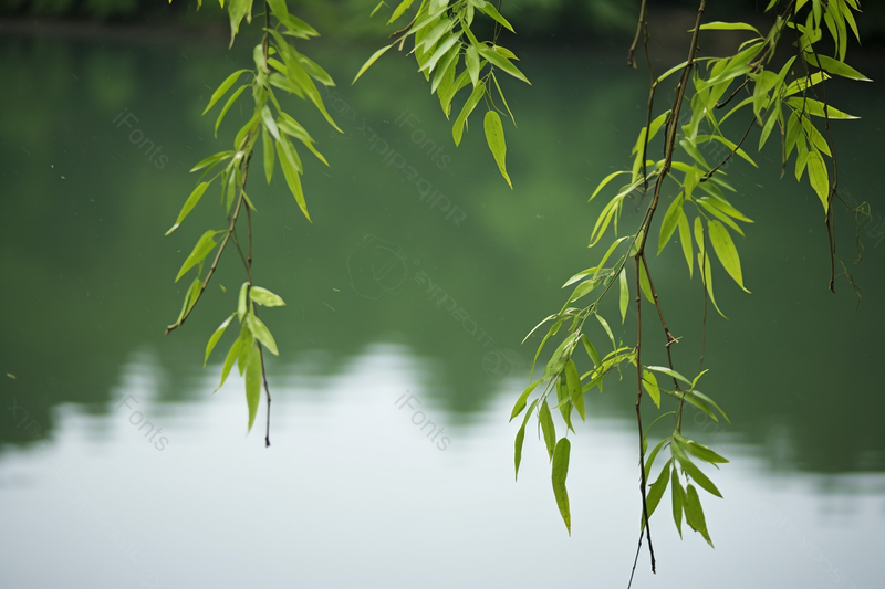 清晰的摄影图高清的图片海报设计背景广告设计素材元素湖边绿色的垂柳,高清,摄影图,摄影图片,图片大全,摄影图免费下载